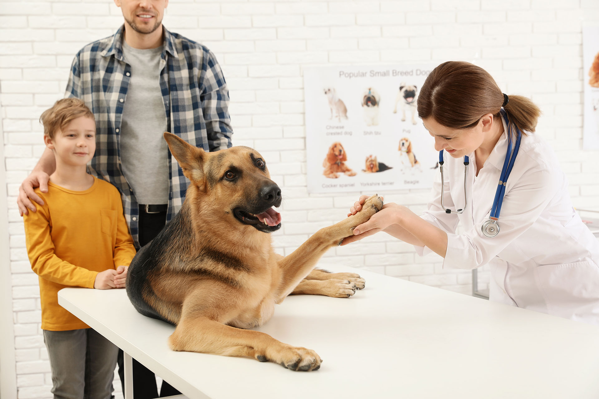Friendly treatment at Black Forest Family Vet Clinic