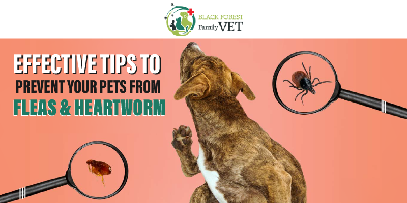 Effective Tips to Prevent Your Pets from Fleas and Heartworm