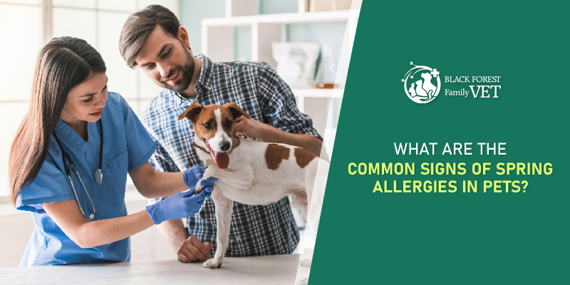 What are the common signs of Spring allergies in pets