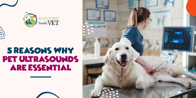 5 Reasons Why Pet Ultrasounds Are Essential