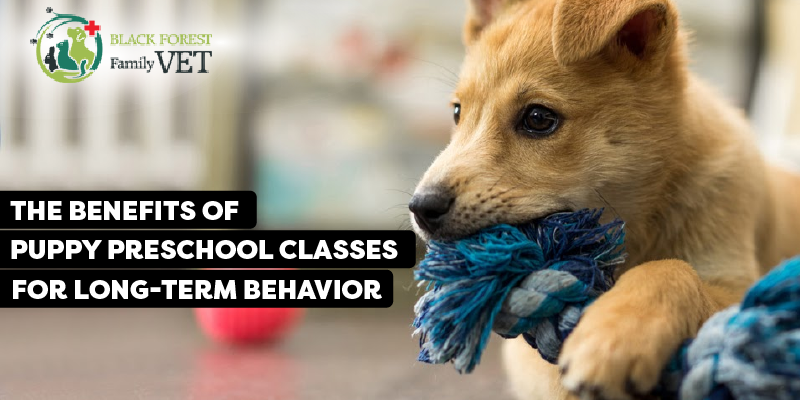 The Benefits of Puppy Preschool Classes for Long-Term Behavior