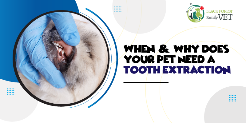 When & why does your pet need a tooth extraction